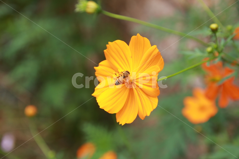 꿀벌,꽃,식물,곤충,노랑꽃,식물,자연,plants,nature,꽃,flower,곤충,벌레,insect,bug