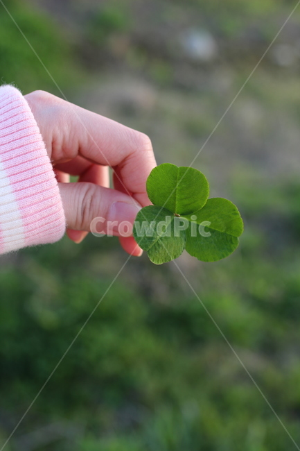 클로버,세잎클러버,세잎클로버,잎,식물,풀,plant,leaf,크로버,세잎클로바,자연,nature,행운,행복,토끼풀,clover,쌍떡잎식물