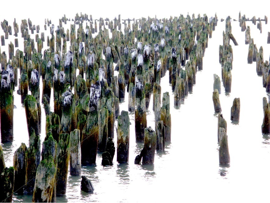 세월,흔적,바다,선착장,이끼,나무,자연,풍경,nature,landscape,water,물