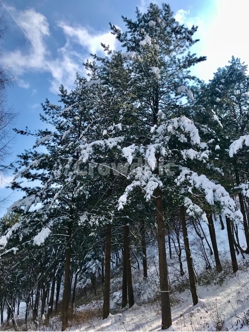 나무,눈,산,자연,겨울,tree,winter,맑음,plant,식물,fir,전나무,abies,snow,nature,거대,big,겨울,계절,winter,season,식물,자연,plants,nature,나무,trees,wood