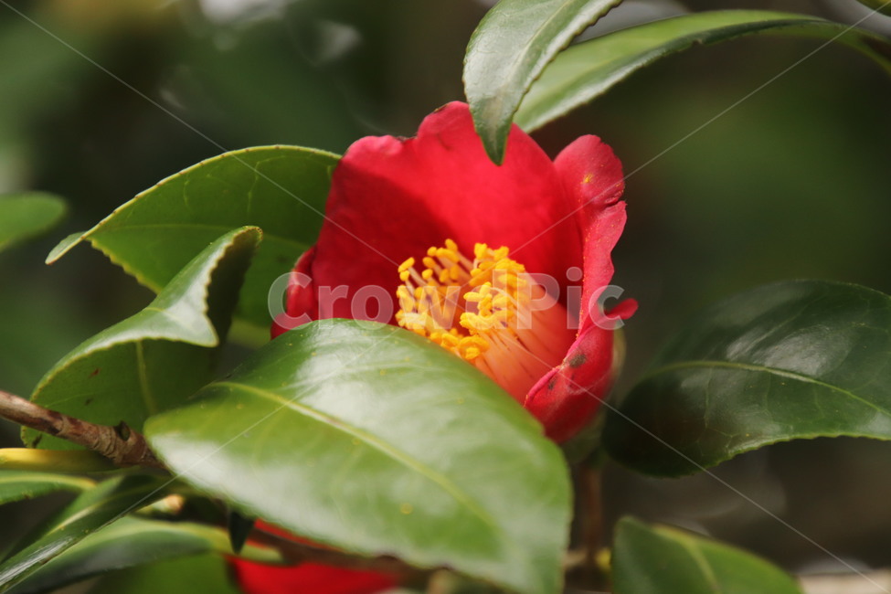 식물,제주,겨울꽃,자연,동백,식물,자연,plants,nature,꽃,flower
