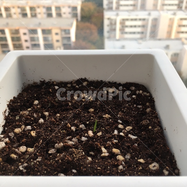soil,흙,plant,식물,새싹,화분,대파,식물키우기,식물키우기
