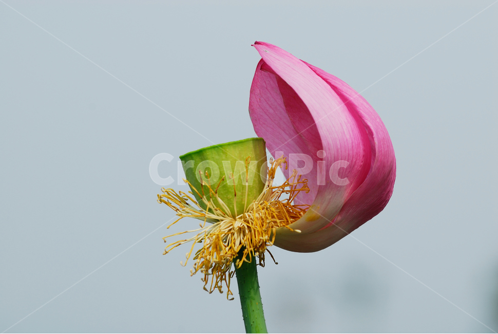 plant,식물,꽃,연꽃,flower,식물,자연,plants,nature,꽃,flower