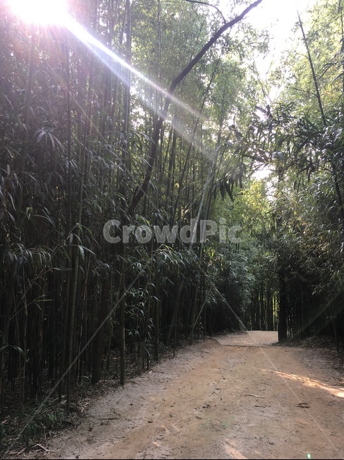 빛,light,대나무숲,대나무길,담양,죽녹원대나무,대나무,bamboo,road