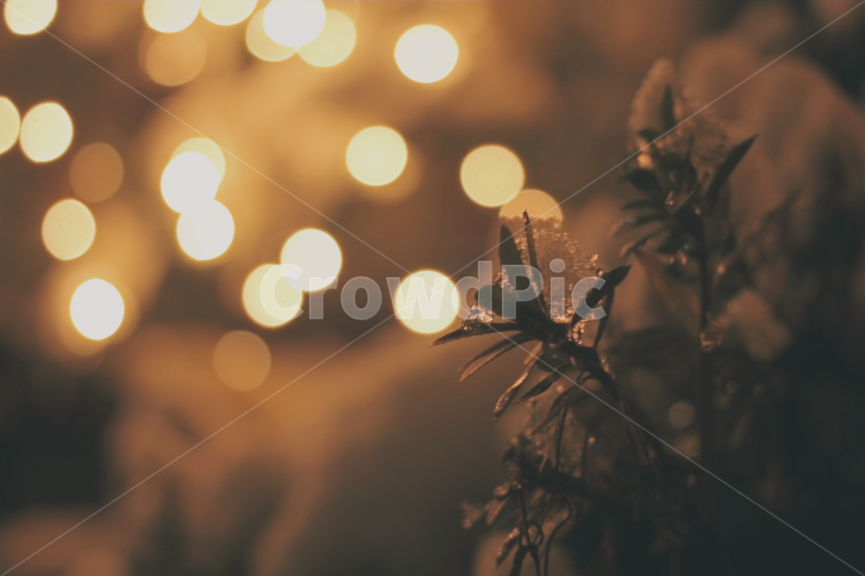 조명,인공조명,야경,감성사진,꽃,led,보케사진,빛,감성,sensible,feeling