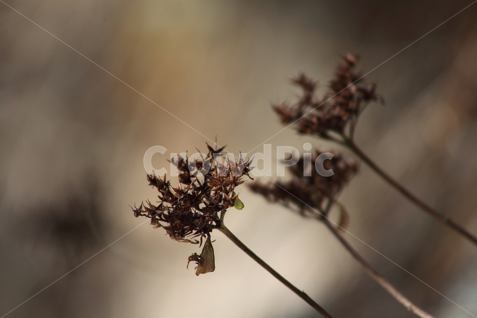 씨앗,종자,번식,식물,seed,식물,자연,plants,nature,꽃,flower