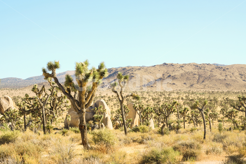 조슈아트리,자연경관,국립공원,캠핑,식물,camping,josuatree,nature,landscapte,nationalpark,미국,캘리포니아,california,자연,풍경,nature,landscape,해외,외국,세계,foreign,oversea,world,세계자연풍경,해외자연풍경,외국자연풍경,world nature landscape,plant