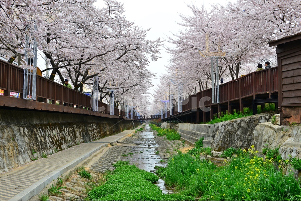 경남,진해,창원,공원,계절,tree,여좌천,나무,cherryblossom,벚꽃,plant,식물,flower,blossom,꽃,물,봄,봄꽃,저수지,유채꽃,자연,풍경,nature,landscape
