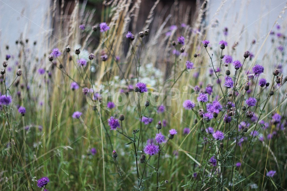 plant,식물,꽃,보라꽃,풀,자연,길가,flower,식물,자연,plants,nature,꽃,flower