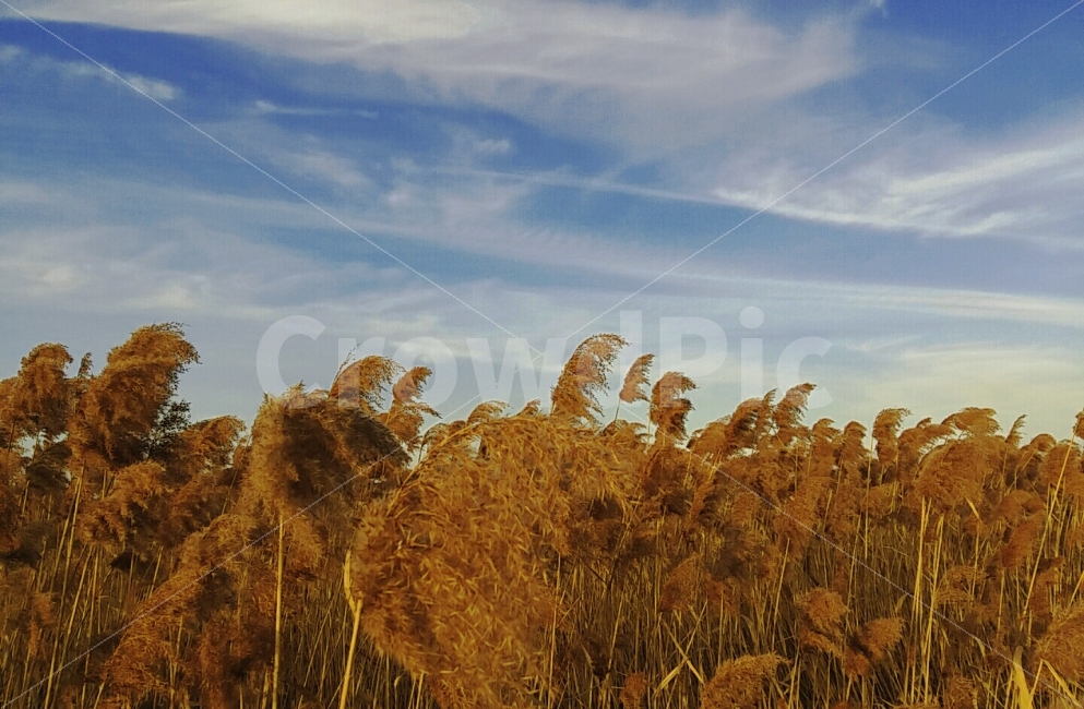가을,하늘,시흥갯골생태공원,갈대밭,구름,자연,풍경,nature,landscape,가을,계절,fall,autumn,season,grass,잔디,plant,식물,lawn,reed,갈대