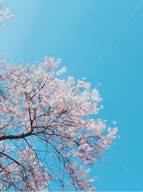 벚꽃,봄꽃,봄,맑음,예쁨