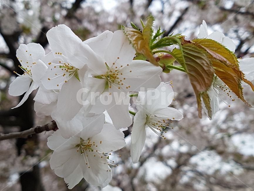 봄꽃,하얀꽃,청초함,꽃나무,봄,식물,자연,plants,nature,꽃,flower