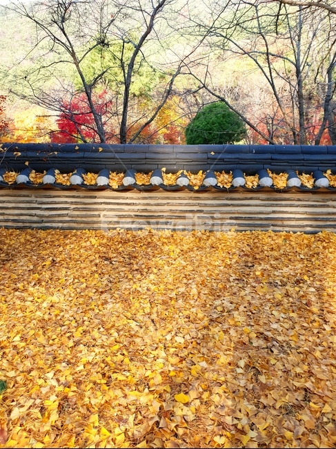 풍경,가을,은행잎,담장,단풍,가을,계절,fall,autumn,season,한국전통,한국문화,korean traditional,korean culture,ground,바닥