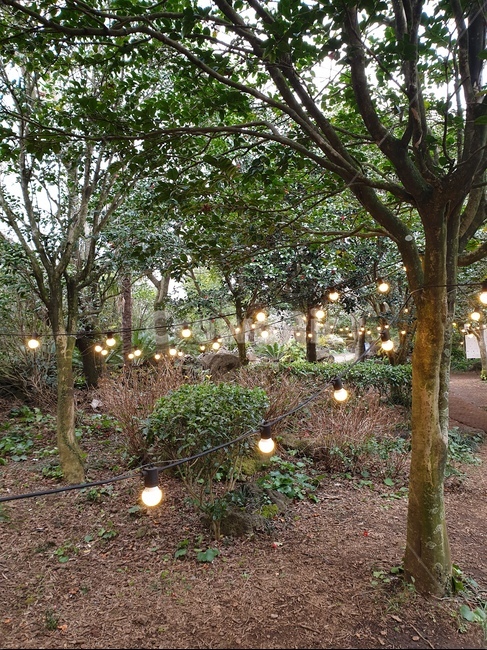 해질녁,정원,전구,감성,산책,파티,자연,풍경,nature,landscape,tree,나무,plant,식물,tree trunk,나무 줄기,ground,바닥