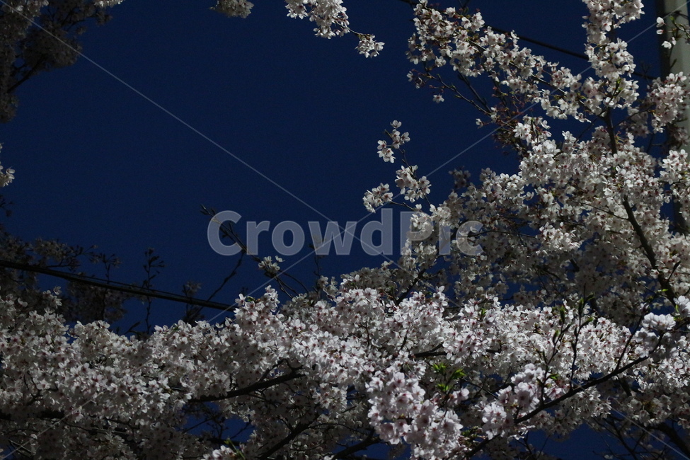 밤,봄,벚꽃,꽃,하늘,봄,계절,spring,season,야경,밤,풍경,nightscape,night,landscape,plant,식물,flower,cherry blossom,blossom