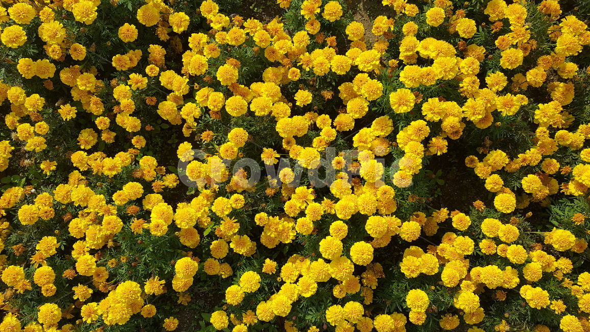 꽃,꽃잎,노란색,식물,자연,식물,자연,plants,nature,꽃,flower