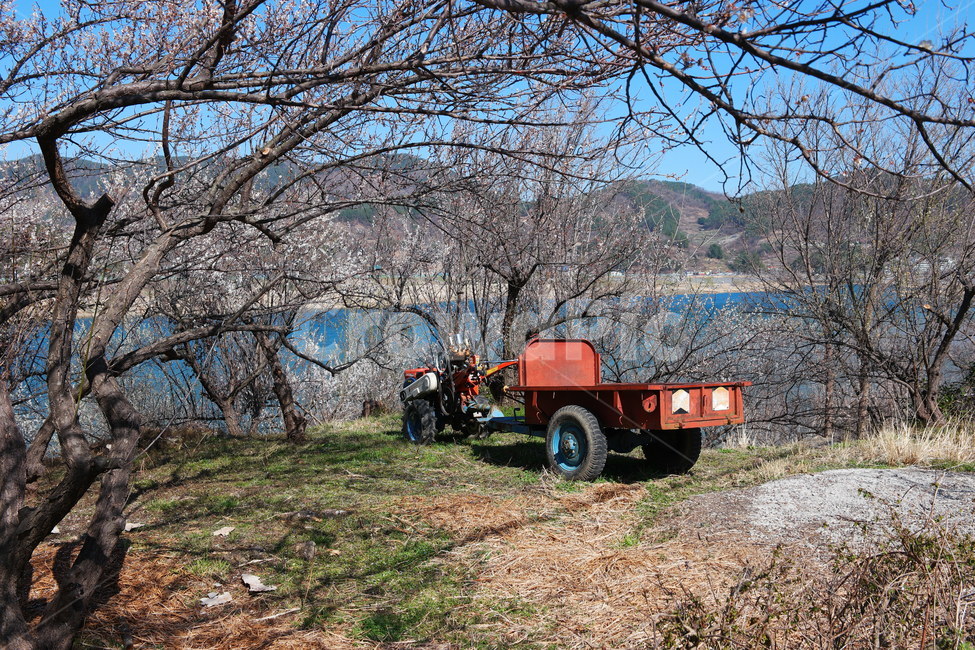 spring,Rural,farming,sight,plum blossom,flower road,tiller,dirt road