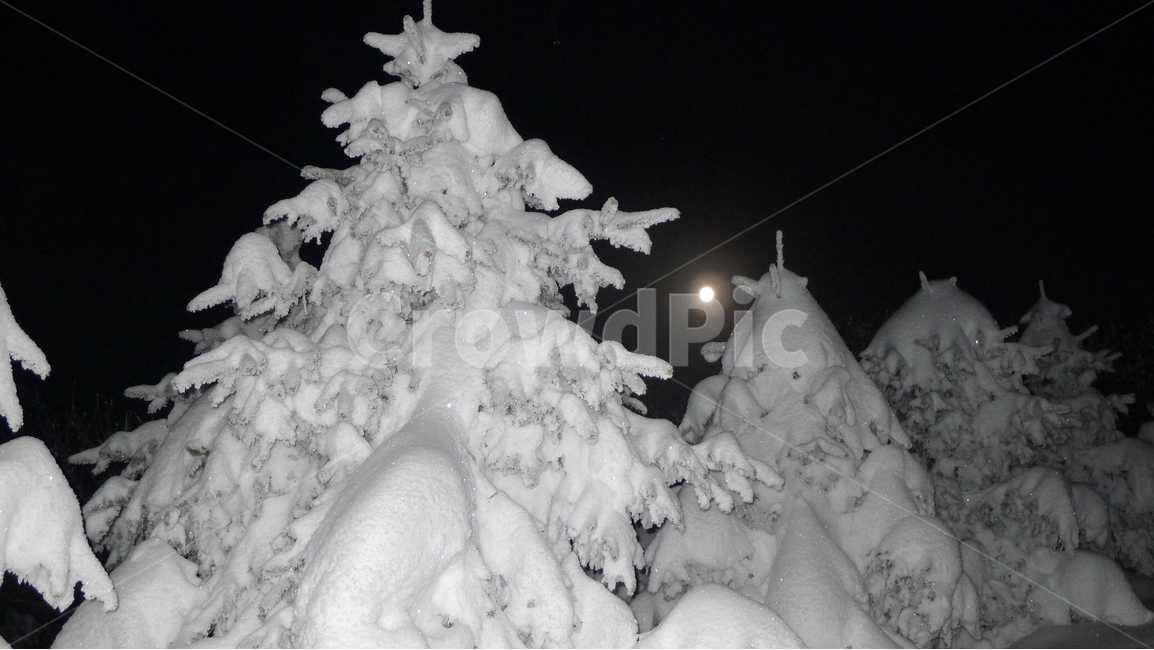 대관령,선자령,설경,겨울,폭설,보름달,겨울,계절,winter,season,야경,밤,풍경,nightscape,night,landscape,식물,자연,plants,nature,나무,trees,wood,outdoors,옥외,storm,폭풍,snow,눈,blizzard,눈보라