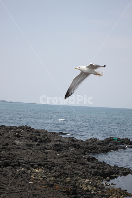 갈매기,동물,새,animal,bird,flying,바다,산책,해안,제주도