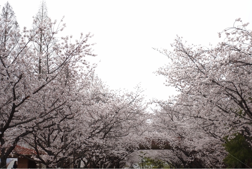 벚꽃,꽃,flower,봄,벚꽃만개,계절,나무,하늘