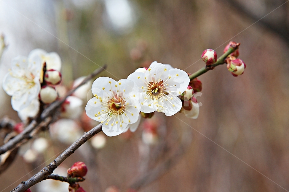 매화,매화꽃,꽃,꽃잎,봄꽃,봄,매화나무,식물,식물,자연,plants,nature,꽃,flower