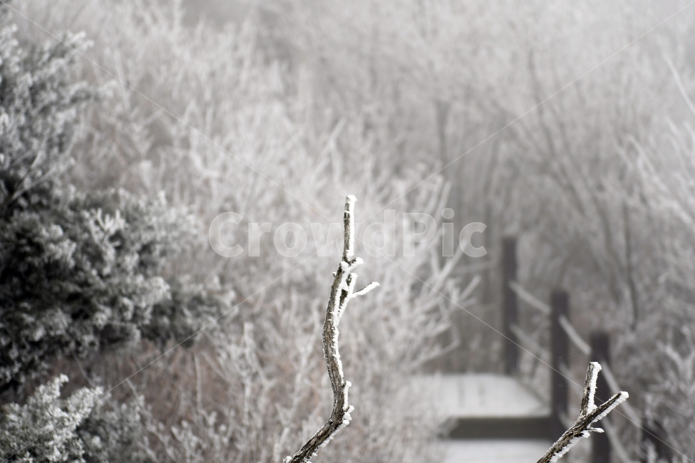 눈,풍경,겨울,눈꽃,상고대,바람,서리,추위,산,나무,겨울,계절,winter,season,식물,자연,plants,nature