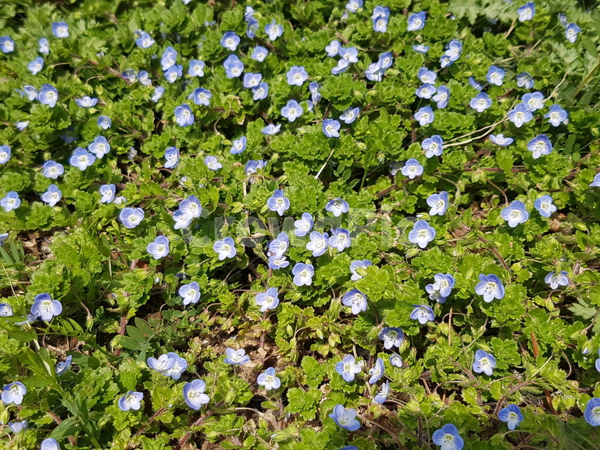 봄,산책,걷기,꽃,나무,풀,들꽃,산책로,하얀꽃,하늘,4월,식물,자연,plants,nature,꽃,flower
