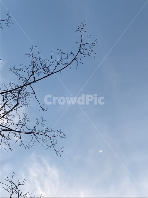 자연,하늘,나무,구름,풍경,힐링,sky,blue,tree