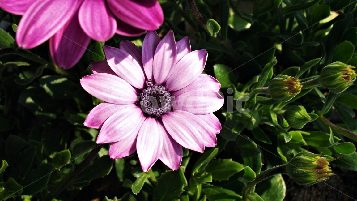 꽃,자연,식물,꽃잎,암술,수술,봄,spring,nature,bloom,petal,floral,scent,beautiful,plant,flower,오스테오스펄멈,아프리카원산,아프리칸데이지,garden,Osteospermum,디모르포테카,데모루,오스테오스퍼멈,식물,자연,plants,nature,꽃,flower