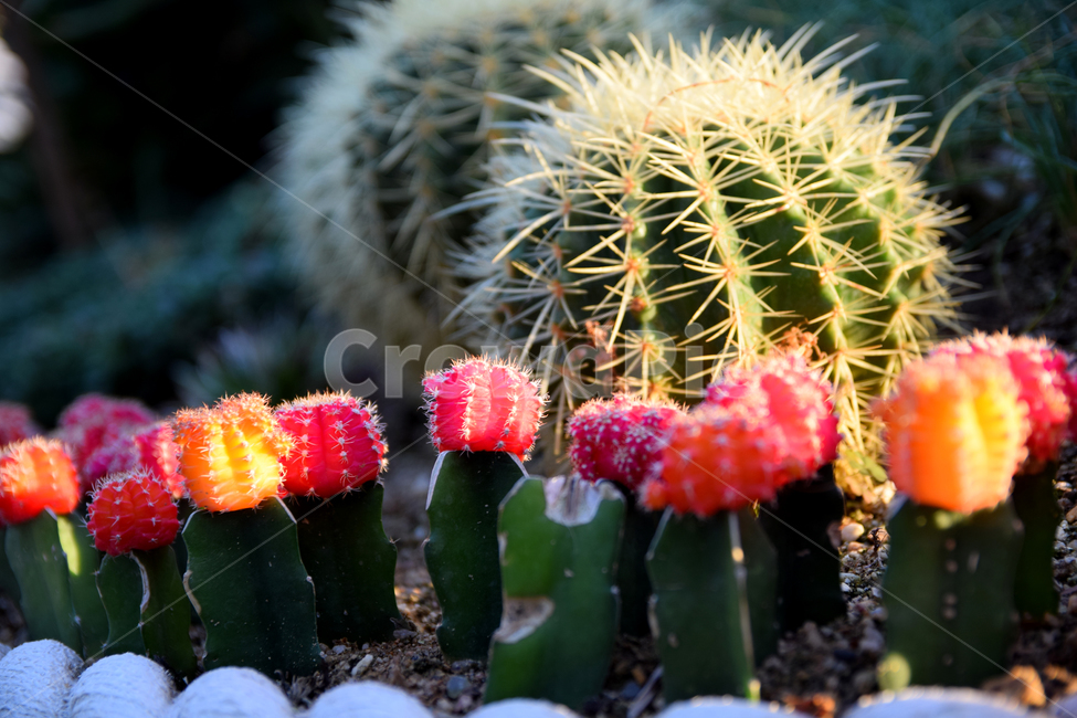 온실식물,온실재배,온실원예,선인장,식물,예쁜,가시,선인장가시,plants
