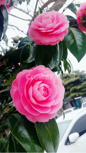 꽃,동백꽃,감성,분홍,겨울꽃,가을꽃