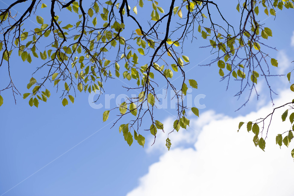 하늘,구름,나뭇잎,가을,백그라운드,nature,자연,옥외,outdoors,planr,나무,식물,leaf,잎