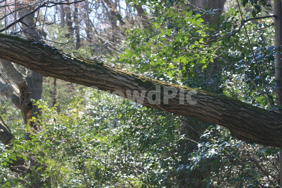산,등산,나무,tree,hiking,mountain,식물,자연,plants,nature,나무,trees,wood