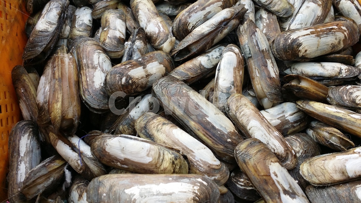 맛조개,조개,조개구이,해산물,수산물,조개껍질,조개껍데기,조개잡이,조개철,모시조개,바지락,가리비,키조개,홍합,조개관자,음식,식재료,요리,food,cook,meal,dishes,food reserves,수산물,해산물,fishery products,seafood