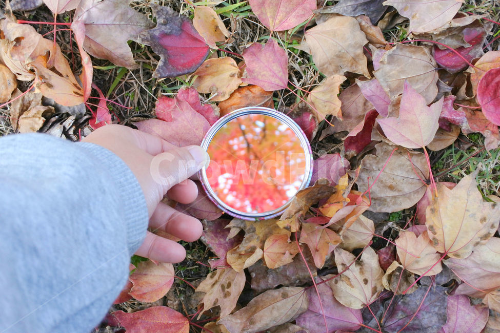 컨셉,거울,하늘,낙엽,가을,mirror,fall,손,가을,계절,fall,autumn,season,leaf,잎,plant,식물,tree,나무,ground,바닥
