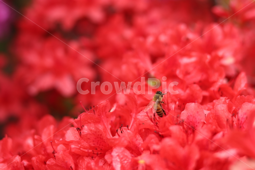 꽃,철쭉,꿀벌,자연,벌,식물,자연,plants,nature,꽃,flower,곤충,벌레,insect,bug