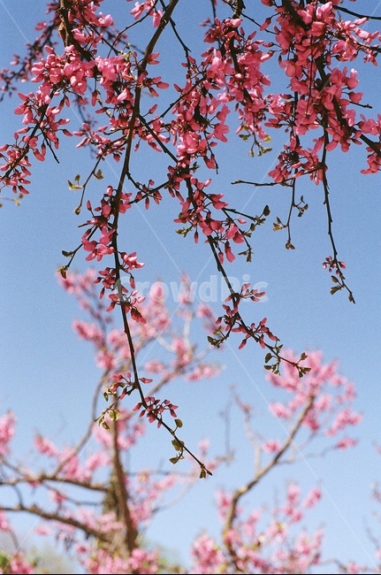 꽃,꽃나무,봄,봄꽃,풍경사진,봄,계절,spring,season,식물,자연,plants,nature,꽃,flower,plant,cherry blossom,벚꽃,blossom