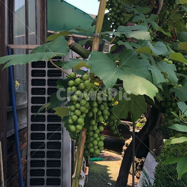 포도,청포도,열매,과일,식물,잎,채소,여름,재배,수확,농사