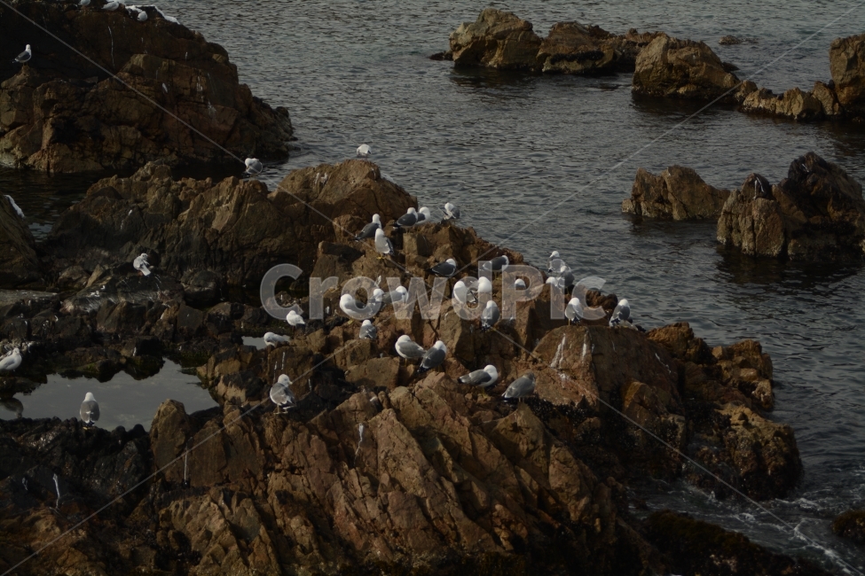바다,겨울바다,갈매기,바위,겨울,동물,animal,조류,새,birds