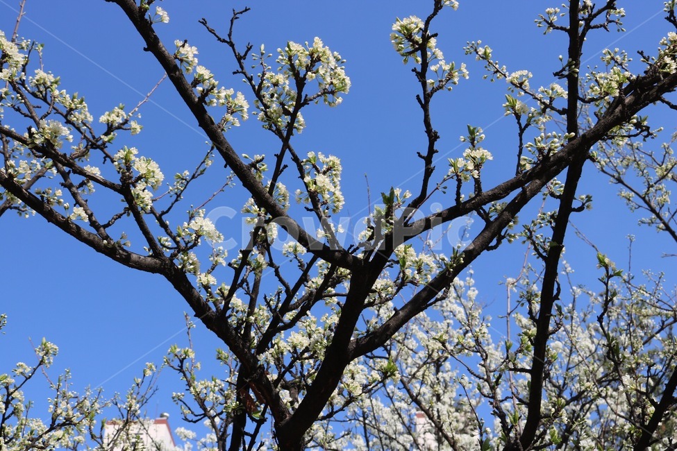 꽃,나무,꽃나무,하늘,flower,tree,sky,blue,봄,계절,spring,season,식물,자연,plants,nature,꽃,flower,plant