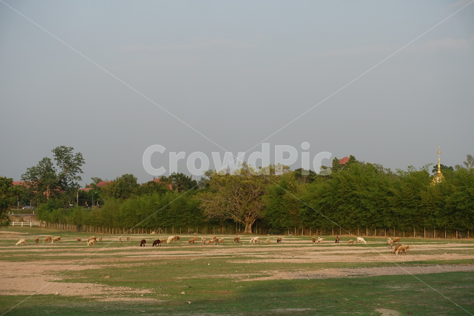 양떼,양떼목장,양치기,shepherding,shepherd,greenery,들판,greenfield,green,초록색,초록,그리너리,field,들,outdoors,옥외,grassland,nature,자연,pasture,목장,meadow,목초지,grazing,방목,farm,countryside,농촌,ranch,농장,animal,동물,양,sheep,포유류,mammal,동물,animal,포유류,mammal,목축업,목장,livestock farming,ranching,pasture