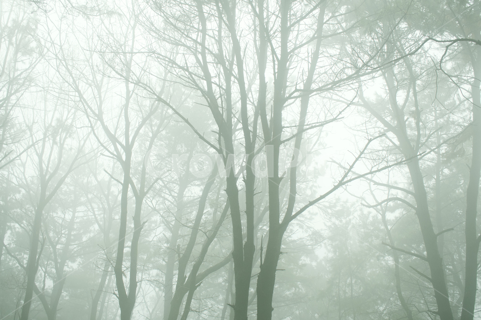nature,자연,weather,날씨,outdoors,옥외,안개숲,안개,숲,공원,경관,습도,흐린,희미한,신비한,환상적인,자연,풍경,nature,landscape