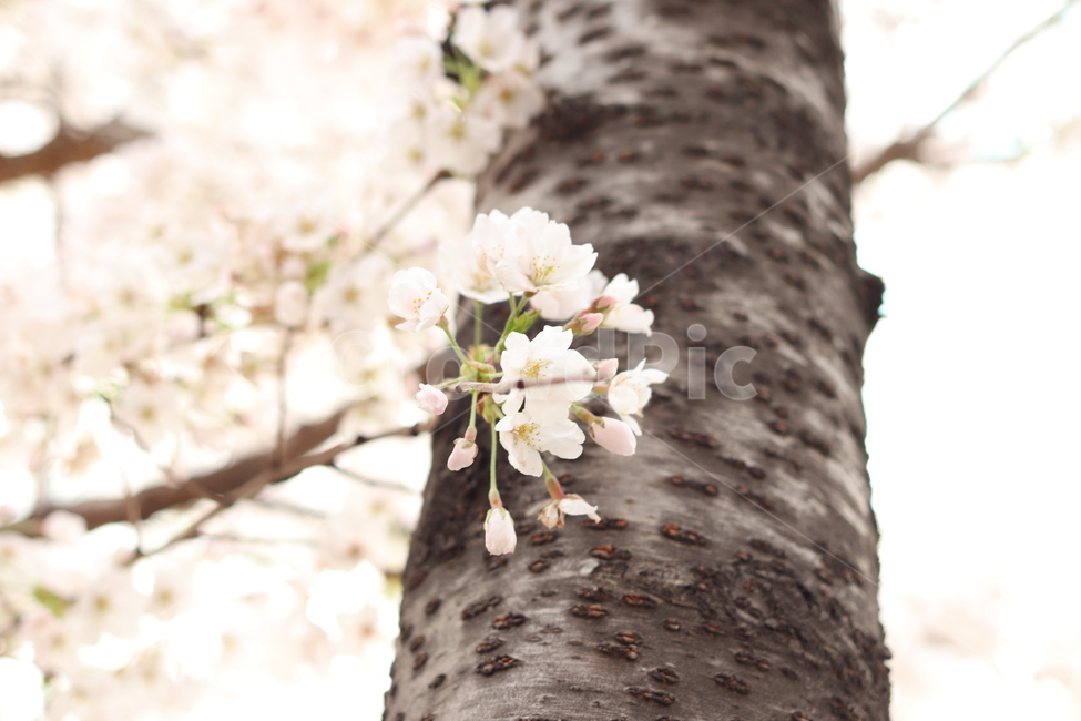 벚꽃,꽃,벚꽃나무,나무,봄,spring,flower,pink,분홍색,tree