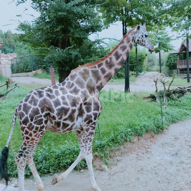 기린,사파리,동물,giraffe,animal,safari