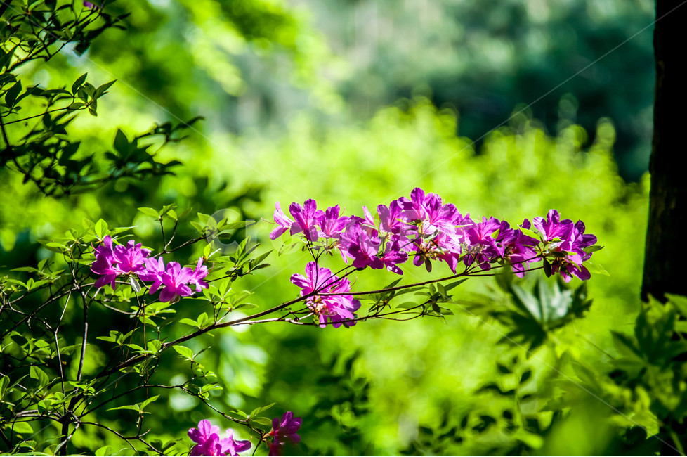 접사,나무,푸른정원,푸른,봄,철쭉,분홍꽃,진달래,꽃,식물,자연,plants,nature,꽃,flower,휴식,힐링,rest,relaxation,healing