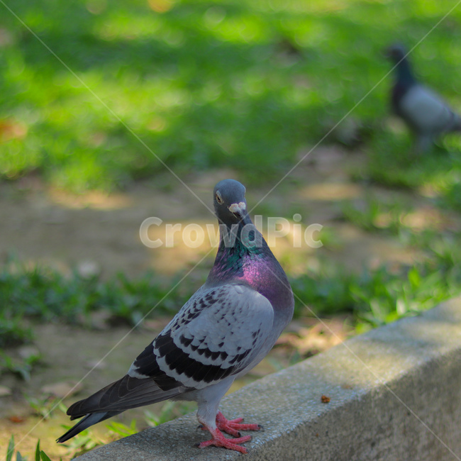 새,동물,비둘기,animal,조류,bird,동물,animal,조류,새,birds