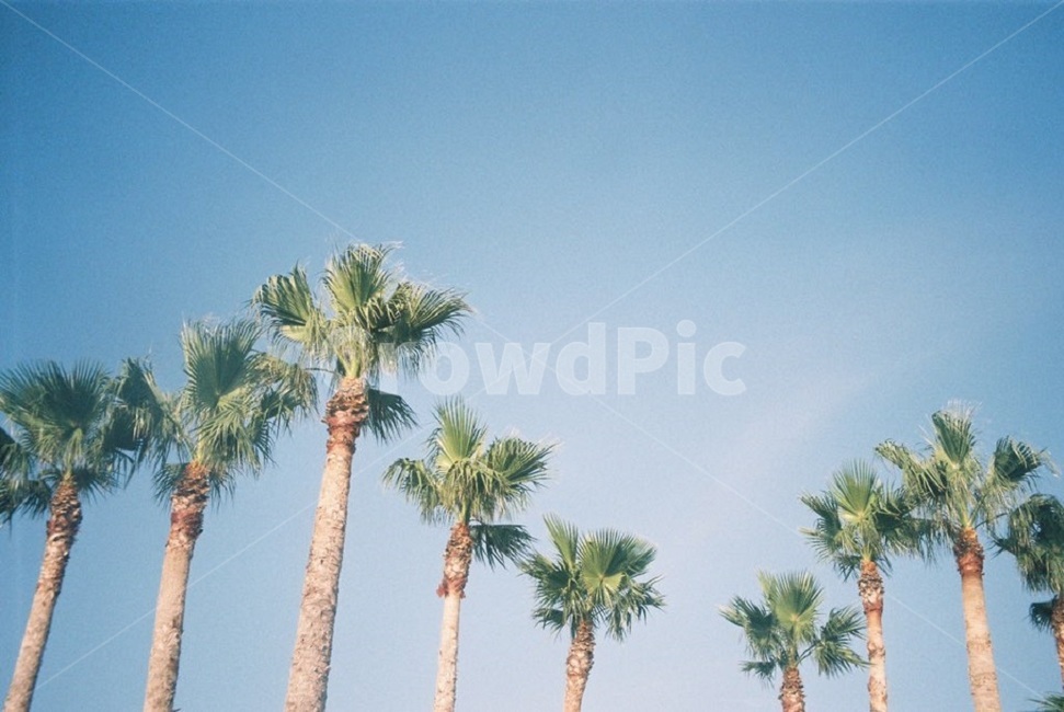 야자수,palmtree,제주,하늘,여름,필카