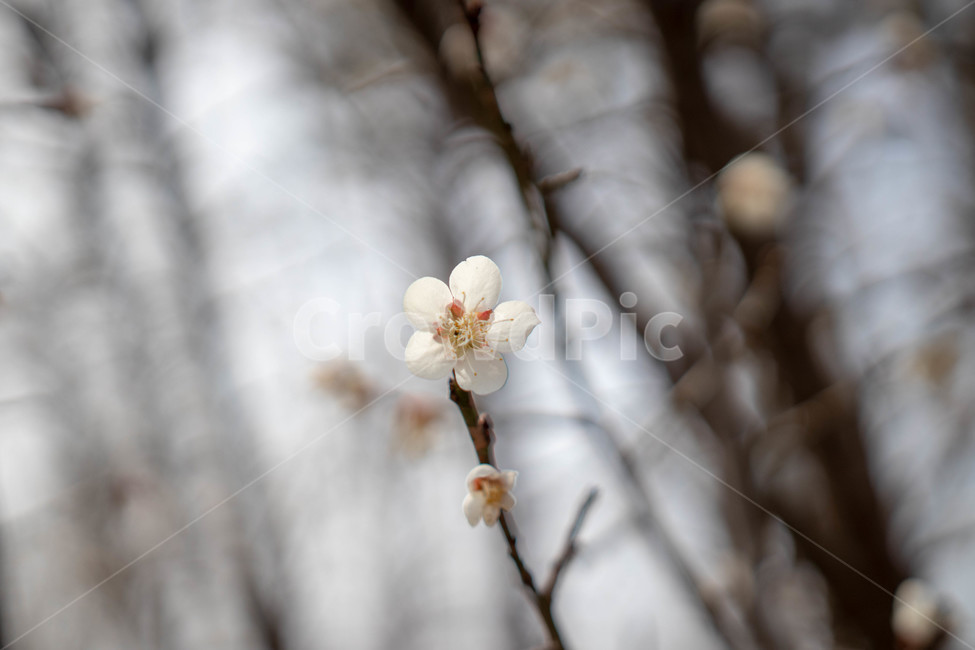 매화,꽃,식물,하얀,흰색,나무,봄,아름다운,봄,계절,spring,season,식물,자연,plants,nature,꽃,flower,plant