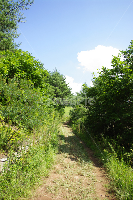 여름,길,하늘,초록,나무,식물,자연,풍경,tree,plant,자연,풍경,nature,landscape