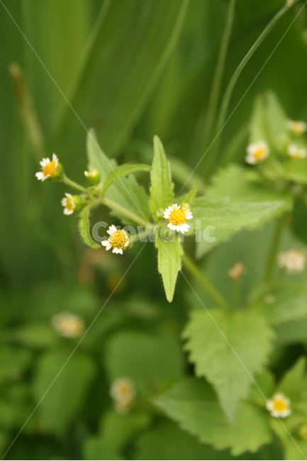 쇠별꽃,식물,flower,plants,nature,꽃,식물,자연,plants,nature,꽃,flower